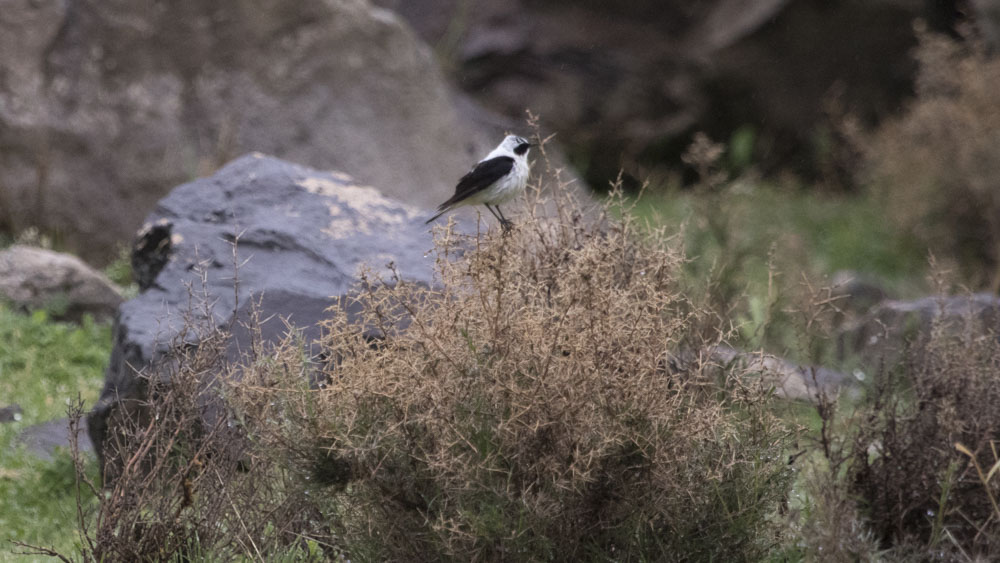 Black-eared Wheatear